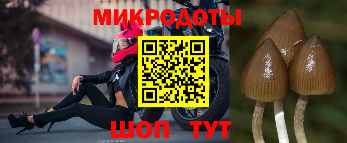 Галлюциногенные грибы Cubensis Ржев